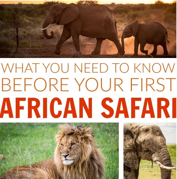 Afrikanische Safari -Tipps und Dinge zu wissen, bevor Sie in Afrika auf Safari gehen